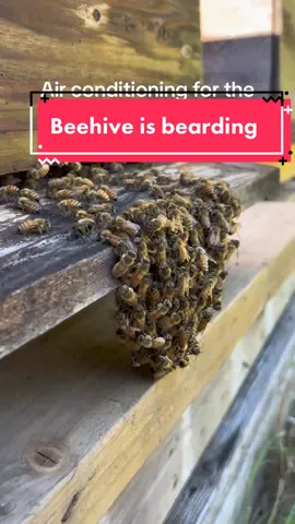 This is the closest thing that a beehive has to air conditioning it’s called bearding and the bees use this to control the temperature in the hot summer months##beekeeper##bees#beard#savethebees