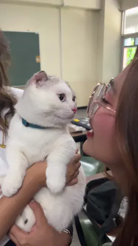 โดนแงวจุ๊บ🐱💖 #fyp #cat 
