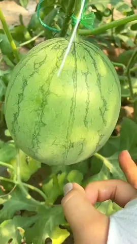 Pink Watermelon 🍉 #watermelon #asmr #asmrtiktoks #asmrvideo #foryou 