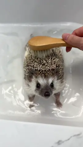 I love bath time!!! #hedgehog #cute #hedgehogsoftiktok #pet #chill 