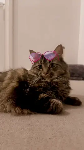 😂 kittys barbie 🤣 nooooo a no no  #barbiecat #cats #mycat #catsoftiktok 