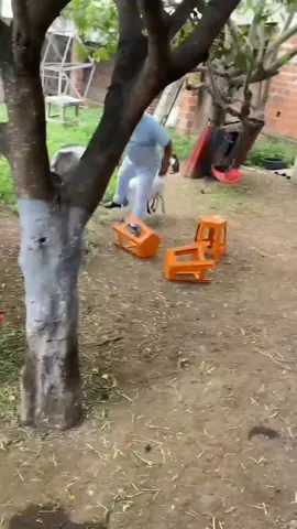 Do jeito que eu tô zangado aqui pra mim quebrar uma mesa é bem fácin kkk #bodechico 