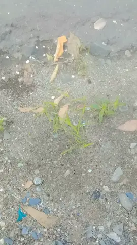 Jagan malu degan pekerjaanmu karna yang kotor itu bajumu bukan uang🤘🤣 #okesihhh😅#semngatpejuangrupiah💪 