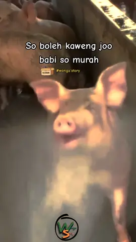 Ba kira joo🤣🤣 #wangastory #kata2_story_wa #manado #manadostory #manadotiktok #fypシ #fyp #lucu #lucu_ngakak 