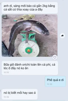 Cá sắt thìa xoay lên hugo #vhtan #dcgr 