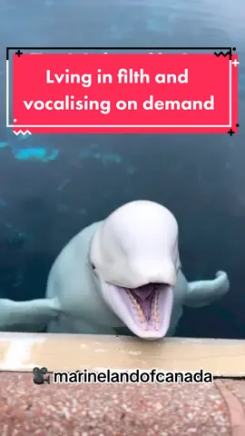 A Beluga at Marineland of Canada being made to vocalise to show people why they are the Canaries Of The Sea. Pity every captive has to be made to do something to “educate” people. ❗️Rob Lott, an anti-captivity campaigner at Whale and Dolphin Conservation, told Newsweek that 