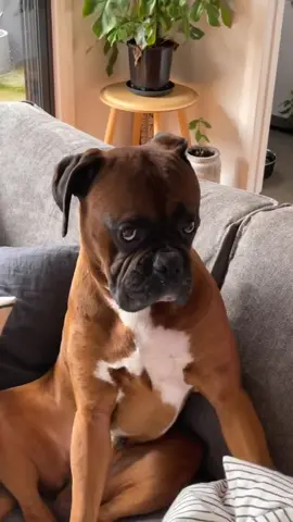 this is so true 😂 #boxer #boxerdog #dog #dogsoftiktok #dogsofttiktok #comedy