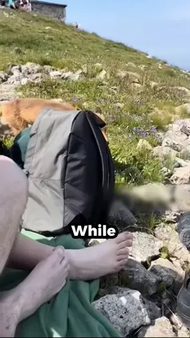 A Surprising Encounter with a Wild Fox