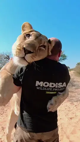 Quick hug and off we go. Most of the time Sirga spends in her 2000ha large area where she lives and hunts on her own. 🐾 I join her as often as I can. For safety reasons, we keep track of her movements with a satellite tracking collar.