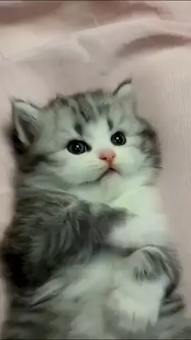@PTI OFFICIAL @TiktokPakistanOfficial @For You House ⍟ @tiktok creators #plz_viral_my_video #foryou#foryoupage #kittens #catlover?😸🐈? #foryou #kitty