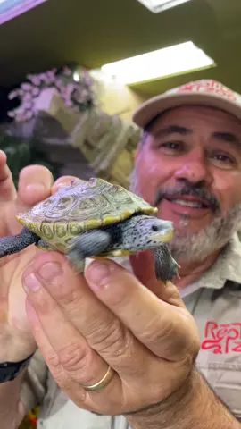 Diamondback terrapins are generally laid-back and can make good pets, particularly the smaller males. But they still have very specific water chemistry needs, as well as relatively high maintenance requirements. But when you've dedicated yourself to caring for this stunning pet properly, they can live up to 40 years. - - - - - - - #awesome #reptile #reptilestyle #interesting #funfacts #small #reptilesoftiktok #cuteanimals #turtle #terapin #monday #mondaymood 