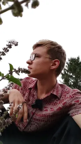Die Acker-Kratztdistel (Cirsium arvense) ist weit besser als ihr Ruf 😍#wildtiere #biodiversität #blüten #insketen #pflanzen 