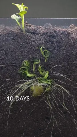Potato time-lapse 92 days 🥔 #timelapse #potato 