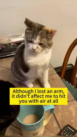 A  cat without  arm#cute #cat #catsoftiktok #cats #catlover 