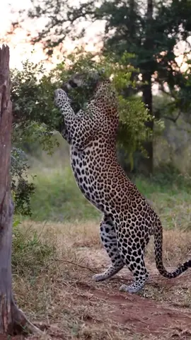 A leopard marking its domain  🐆🌿  #leopard#safari#wildlife#bigcats#southafrica#natgeo#londolozi 