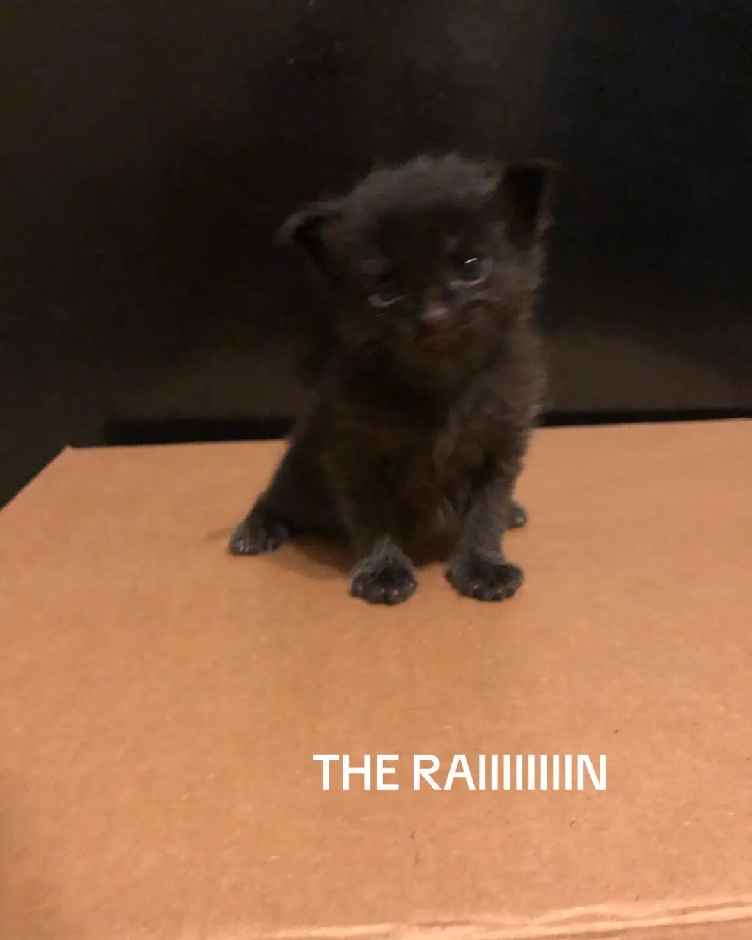 Mr baby is the bestest cat ever the last picture was the first one i ever saw of him and i literally begged my mom. I love mr baby he completes me and is my baby #mrbaby #mykitty 