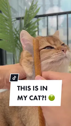 Get this Wooden Comb today to remove hidden dust and fleas! 🐈💫
