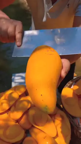 The mango season is here 🥭😋 How many mangos can you eat in a day? ❤️ 🎥: @chinainsider  📍China #china #chinatravel #chinatrip #visitchina #instachina #discoverchina #mangos #mango #explorechina