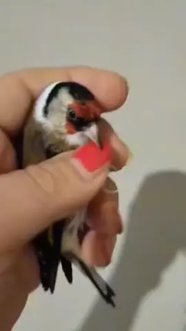 #نحن_هنا_من_أجل_المقنين #حملة_وطنية__اعادة_الحسون__الى_الطبيعة🌲🌲🌲🌲🌲🌲🌲 #الحريةللحسون👌👌👌 