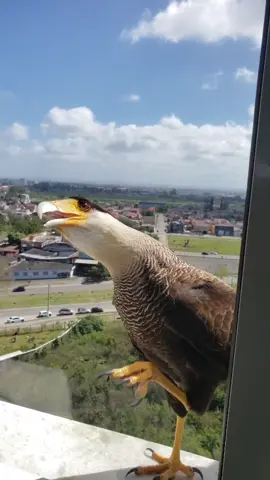 #falcon #emotional #wildlife #wildanimals #pets 