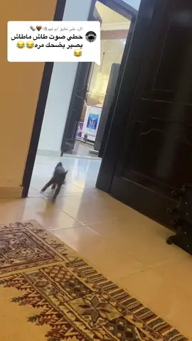 الرد على @ابو فهد٧8🤎🗞️. الحين كبرت لومي ماشاء الله #قط #قطة #قطط #catsoftiktok #cat #fyp 
