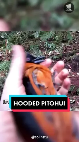 Don't Touch It, It's The Most Poisonous Bird on Earth #hoodedpitohui #poisonousbirds #nature #wildlifedocumentary #wildanimals #discovery #AnimalFacts #wildlife 