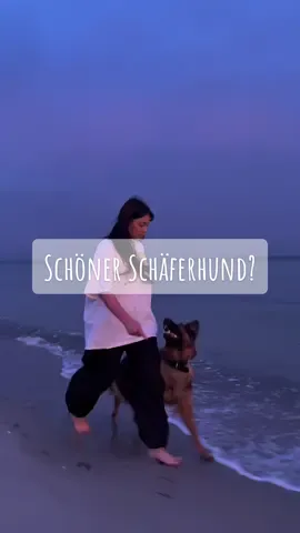 Findet ihr Abyzou ist ein schöner Schäferhund? Ich hätte ja niemals Abyzou gewählt, wenn sie nicht in mein Leben gestolpert wäre. Wenn ich hätte wählen können, wäre es eine Sable Hündin aus der leistungszucht geworden. Tja, da hab ich aber meine Hochzucht Deutsche Schäferhündin Langstockhaar grau-braun. Aber ich liebe sie mittlerweile mehr als alles andere. Sie ist in meinen augen richtig hübsch geworden. Aber ich glaube in dieser Farbe und Felllänge würde ich keinen mehr holen. Es sei denn, es stolpert wieder irgendwer in mein Leben. Wer weiß. #hund #dog #shepherd #langhaarschäferhund #germanshepherd #deutscherschäferhund #schäferhund #showline #gsd #dsh #beach #sea #meer #ostsee #strand 
