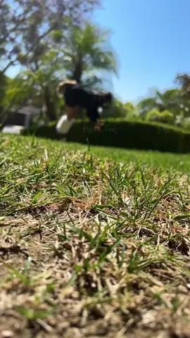 womp womp :D (excited for ruin dlcrhehrhddhhd) -🫧🌨️ || #quadsdontmakeyouatherian #therianmink #quadrobicsjump #therian #quadrobicspractice #theriancat #foxtherian #wolfhearted #quadrobistsoftiktok #quadrobist #quadrobicsjumper #wuadrobics #quadrobicsjumping #quadrobicstutorial #quadrobicschallenge #quadrobicscheck #quadrobicspounce #quadrobicstrot 