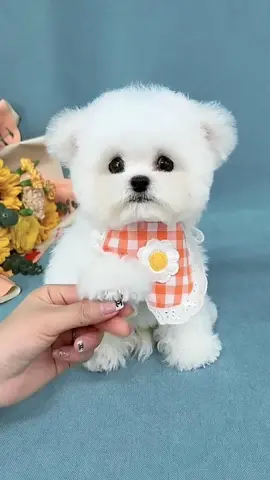 Who love me #pet #petlover #dog #dogsoftiktok #cute #fyp #foryou 