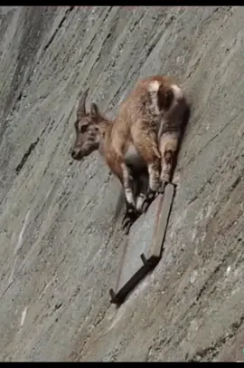 Mountain goat defies gravity #amazingnature #goat #fyp #ibex #foryoupage #climb #mountain #mountaingoats #nature #wildlife #wildanimals #animalsoftiktok #xyzbca #follow #wow #share #follow #forest #omg #😳 #fy #viral #trending 