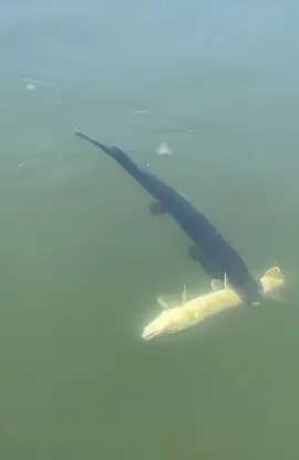 Pike vs pike! 🎥 canadianbassin  #pikefishing #pikefishing4life #riverpike #riverpikes #pike #pikefish #pikefisher #pikefishinguk #ontariopike #northernpikefishing #northernpike #fishingpike #bigpike #bigpikes #gator #pikefishingblowup #bigpikefish #northernpikesforever #bigpikedreams #bigpikehunter #topwater #topwaterfishing #topwaterexplosions #topwaterexplosion #topwaterblowups #topwaterlures #underwater #underwaterfishing #pikeattack #pikeattacks #muskellunge #fishing #fish #fishtiktok #fishtok #fishtoks #fishtoker #fishtokfamous #fishinglife  #fishtown #fishtokgang #fishingtime #fishingfun #angler #predatorfish #predatorfishing #predator  #pikeeating #pikeeateverything #piketechallenge #underwaterpike #icefishpike #pikeattacking  #pikehit #underwaterfishcloseup #northernpikes #nothernpikeattack #northernpikefishingtips #northernpikefillet  #underwaterpike #pickrel #pickrelfishing #chainpickerel #esox #esoxfishing #pikevspike 