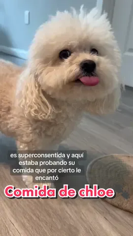 Comida para chloe🫶🏻 #foodfordog #dog #dogmom #dogmomlife #realfoodforpets #comidanaturalperros #Vlog #fypシ #fyp #fypage #foryoupage #fy #rva #dogfood #doglove 