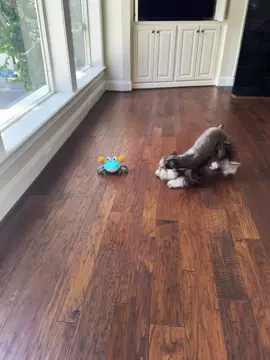 New toy! #newtoy #dogtoy #dogsoftiktok #puppylife #puppiesoftiktok #schnauzer #minischnauzer #schnauzerlove #playtime #doglover #crawlingcrab #crab #dogplay #cute #cutedog 