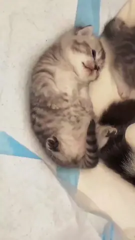 How could the world be without kittens?🥰 #fyp #cat #kitty #kitten #kittens #funny #funnyvideos #catsofinstagram #catstagram #catlover #catlife #instagram #instacat #pet #cute #catoftheday #gato #catlove #animal #cutecat #world #petsofinstagram #kittensofinstagram #chat