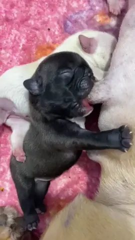 Black and white brother and sister's breakfast#The Growth of Cute Pet#The puppy is so cute.#Eat when you wake up.