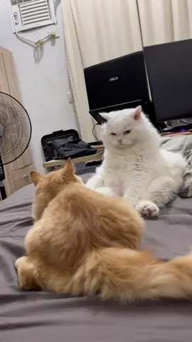 Bakit🤸‍♀️malungkot🤸‍♀️ang🤸‍♀️beshy🤸‍♀️ko. #catsoftiktok #persiancat #catlover #funnycats #pet 