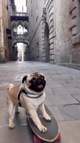 Skateboarding as I explore the world. Credit: @pug_on_the_beach  #pugfrens  #pugnations  #puglife  #puglover  #dog