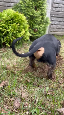Those Dachshunds really like to dig everywhere exactly close to flowers😈👀 #dog #dogs #animal #tiktok #cute #foryou #foryoupage #content #funny #wienerdog #wiener #dachshund #brown #black #motivation #meme #heart #goviral #viral #brother #brothers #BestFriends #bestfriend #happy #view #goviral #tiktokviral #puppy #puppydog #fyp #fypシ #fypage #pet #dogoftiktok #dachshundsoftiktok #dachshundpuppy #digging 