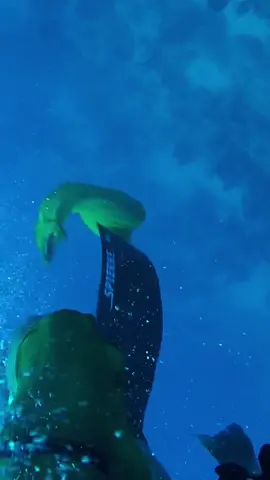 Moray Eel attacks me while spearfishing! Lucky to have a good dive buddy to save the day . . . #spearfishing #morayeel #eelattack #shark #sharkattack #ocean #fyp 