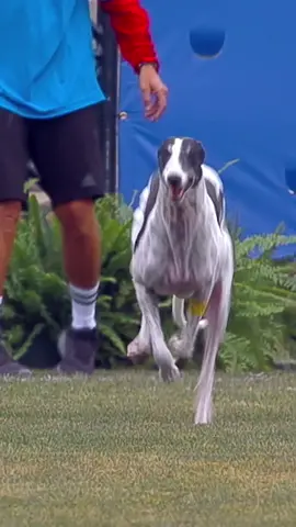 go off Beni! 💨 see him compete on @ESPN this Saturday. #thisisakc #dogs #greyhound #fastcat #akconespn 