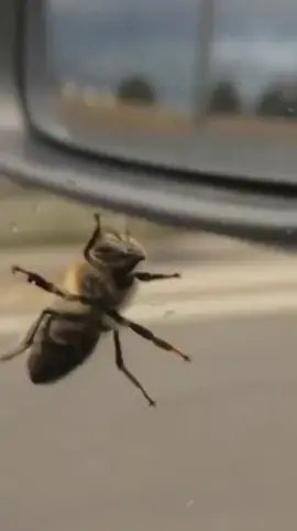 #نحل و #عسل #السعودية