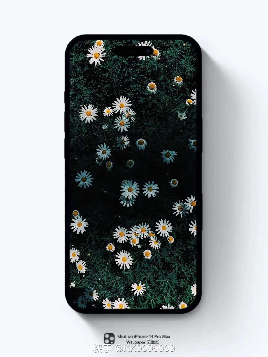 Cúc họa mi tượng trưng cho tình yêu chân thành, tinh tế, bình dị và mãnh liệt. Nó đến và đi cũng rất nhanh, nhưng luôn khiến người ta phải nhớ đến. #xuhuong #fypシ #cuchoami #hinhnen 