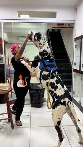 PEGUEI UM DOGUE ALEMÃO 😳 @BsBichos @estercarv4lho Compartilhem muitooo❤️🥹🫶🏼 #doguealemao #dogue #doguealemaobrasil #cachorrogrande #cachorroengracado #pets #petshop #banhoetosa #cachorrosnotiktok 