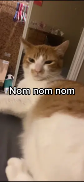 Nom nom nom 🤤 #tiktok #catsoftiktok #fyp #xyzbca #roblox 