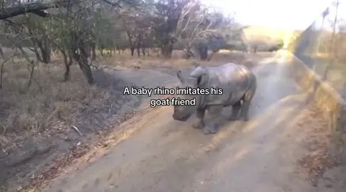 A baby rhino imitates his goat friend