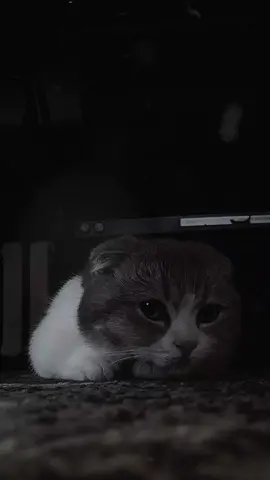 Kaya🩶Geçmior Günler #ahmetkaya #turkish #kurdish #sila_luv5 