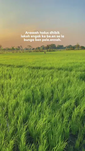 #katakatamadura #storimadura #lagumadura #fyp #bahansw #masukberanda #pasuruan #jawatimur #foryoupage 