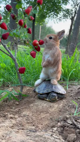 #cute #rabbit