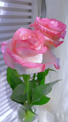 #fypシ #tiktok #foryou #beautiful #tiktokflowers #flowervideo #flowerphotography 
