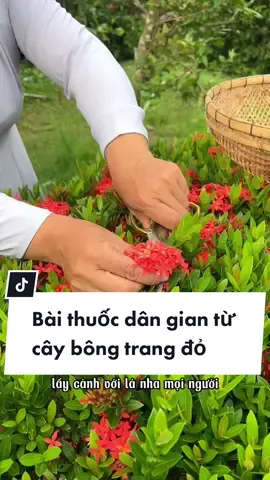 Trả lời @Mèo Con Bài thuốc dân gian từ cây bông trang đỏ hay còn gọi là hoa mẫu đơn giúp chị em điều hoà kinh nguyệt hoặc đau bụng khi dâu rụng #tiembaut #ydgr #baithuocdangian #suckhoe247 #caybongtrang #hoamaudon #dieuhoakinhnguyet  